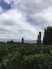 Mendoza