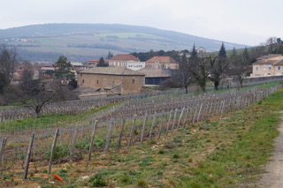 Kategoriebild der Kategorie “Burgund”