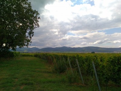 Kategoriebild der Kategorie “Pfalz”