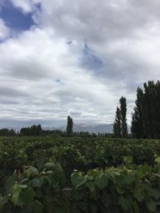 Kategoriebild der Kategorie “Mendoza”