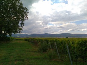 Pfalz