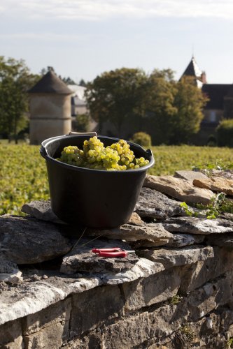 Kategoriebild der Kategorie “Weißwein”