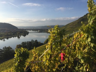 Kategoriebild der Kategorie “Mosel-Saar-Ruwer”