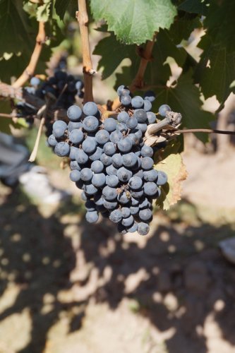 Kategoriebild der Kategorie “Mendoza”