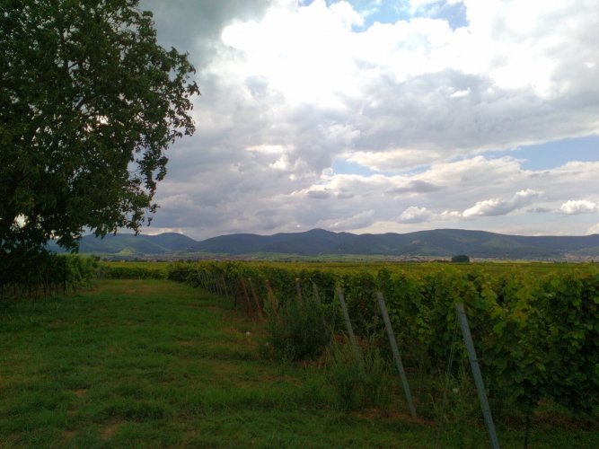 Kategoriebild der Kategorie “Pfalz”