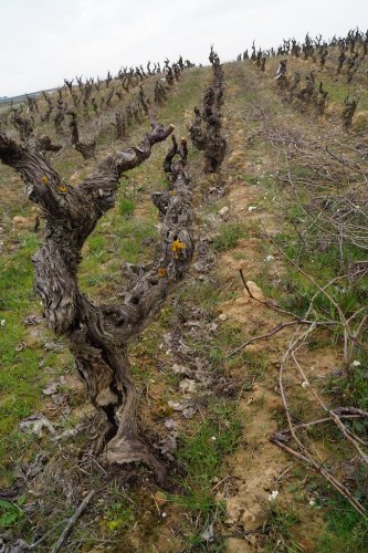 Kategoriebild der Kategorie “Rioja”