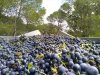 Artikelbild 2 des Artikels “2023er Minervois Terres de Grès “