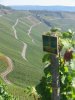 Artikelbild 3 des Artikels “Geschenkgutschein Faszination Riesling “